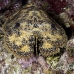 lobster_slipper_3fw_lc_h_0332_cay0454.jpg